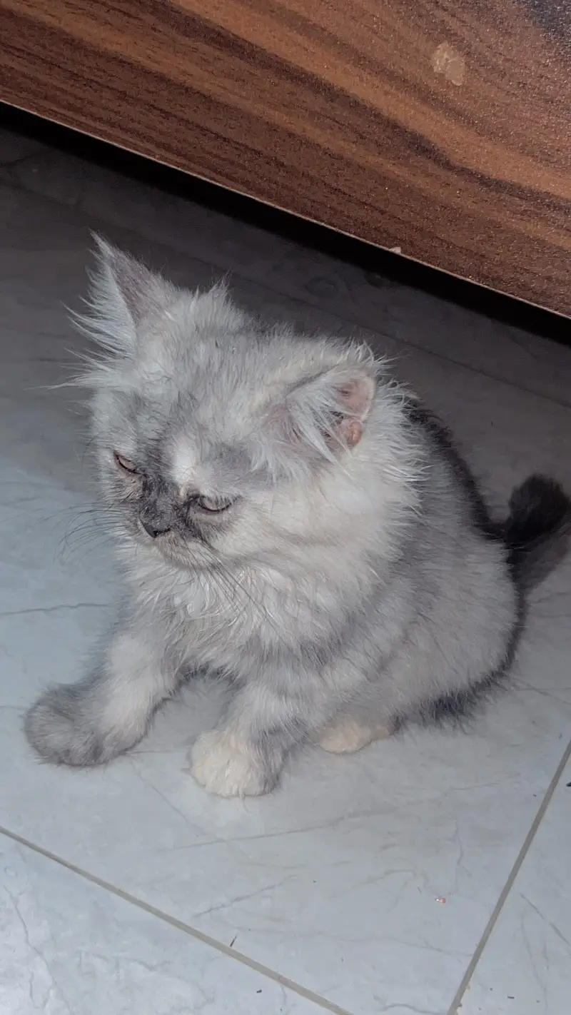 Persian cat — photo 9