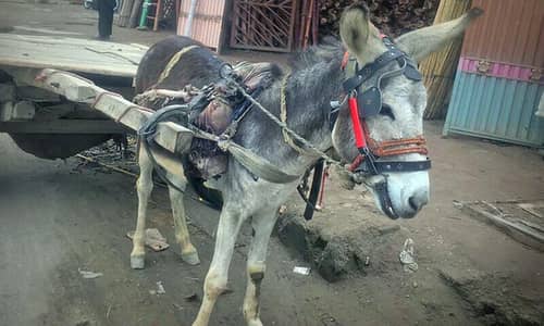 khota gaari for sell best price for all cars drivers