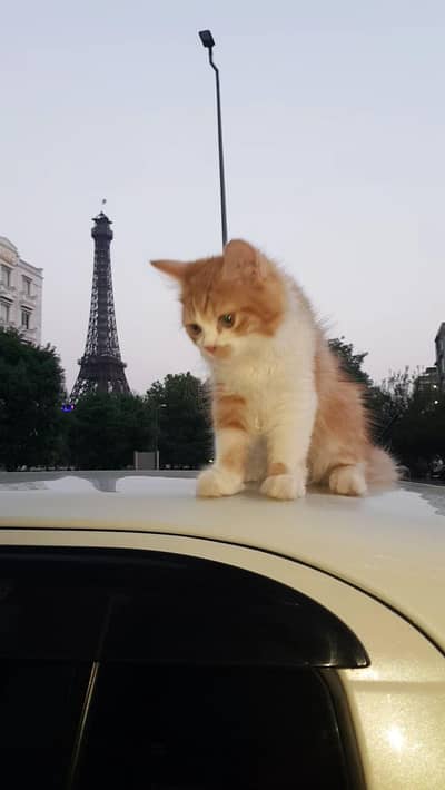 persian kitten for paid adoption