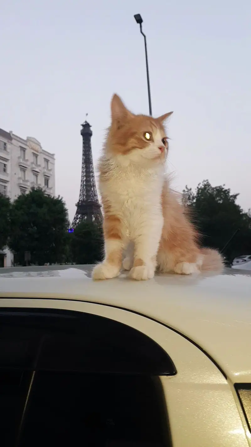 persian kitten for paid adoption — photo 2
