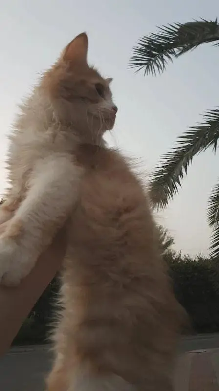 persian kitten for paid adoption — photo 4