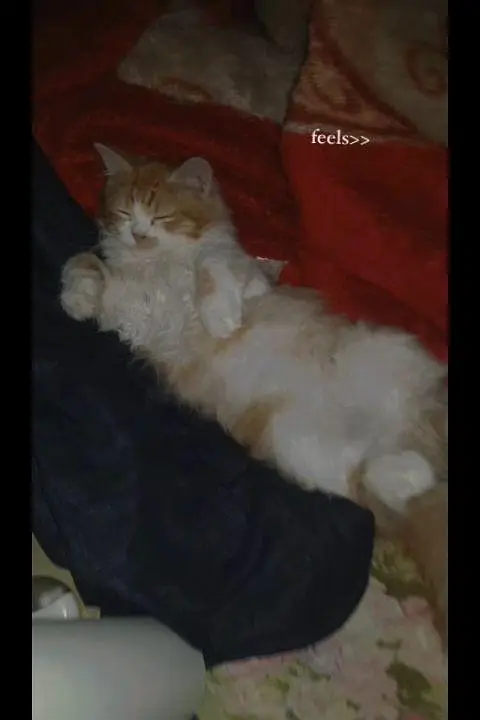 persian kitten for paid adoption — photo 5