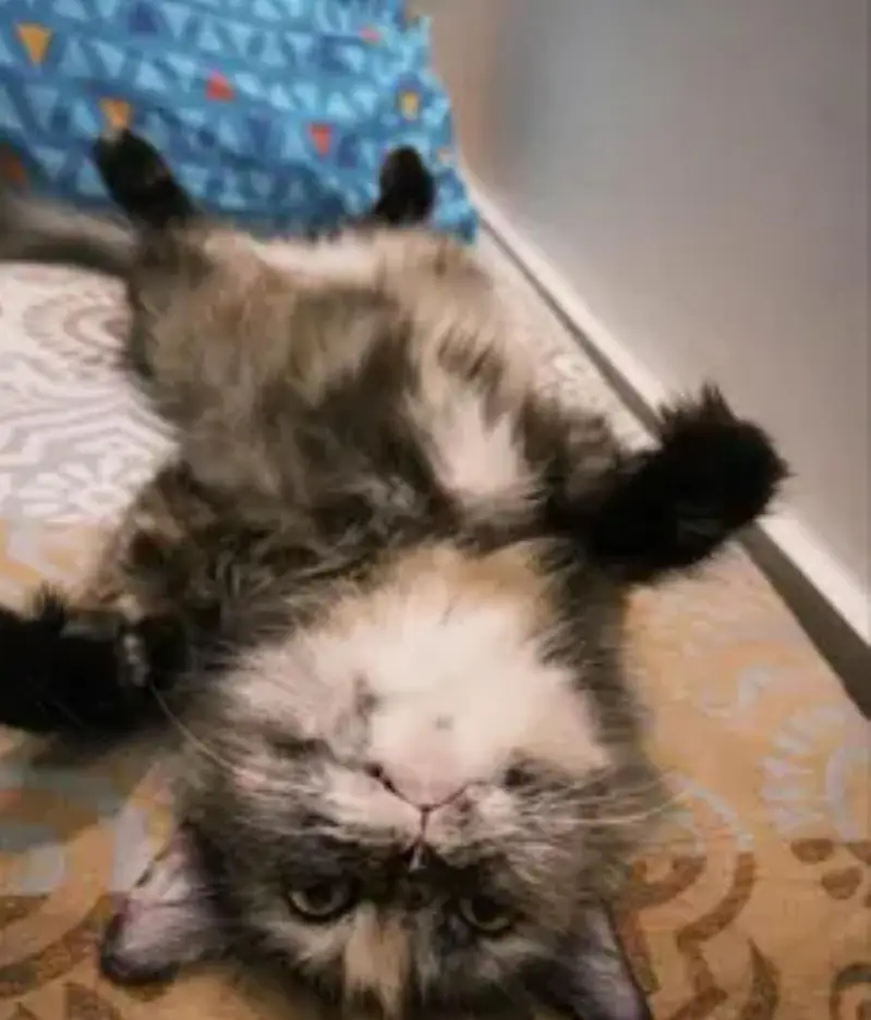 persian kitten for paid adoption — photo 6