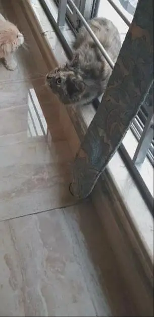 persian kitten for paid adoption — photo 10