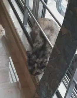 persian kitten for paid adoption — photo 11