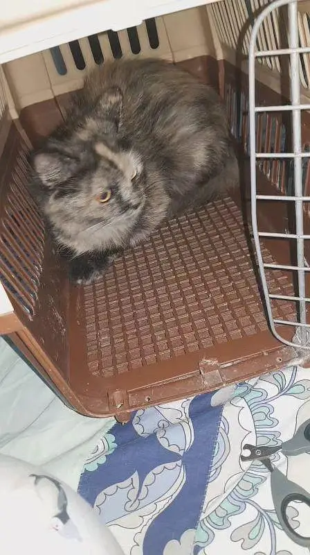 persian kitten for paid adoption — photo 12