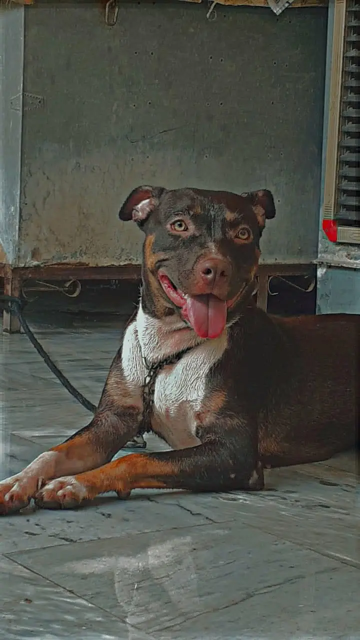 Pitbull male and female  for sale — photo 5