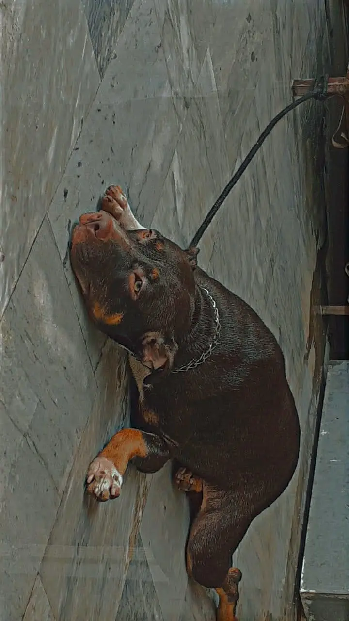 Pitbull male and female  for sale — photo 6