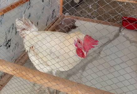 healthy and white chicken pair