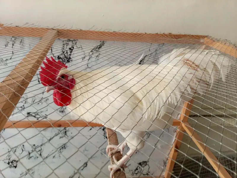 healthy and white chicken pair — photo 2
