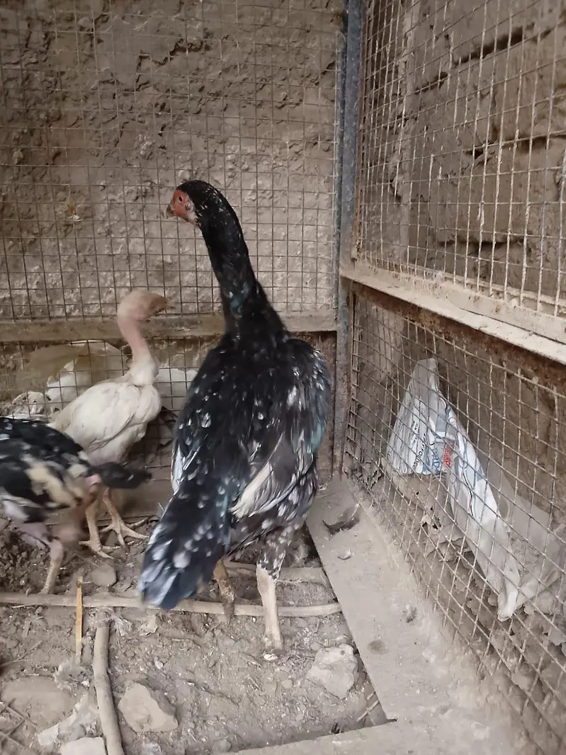 aseel white shama and chiks — photo 3