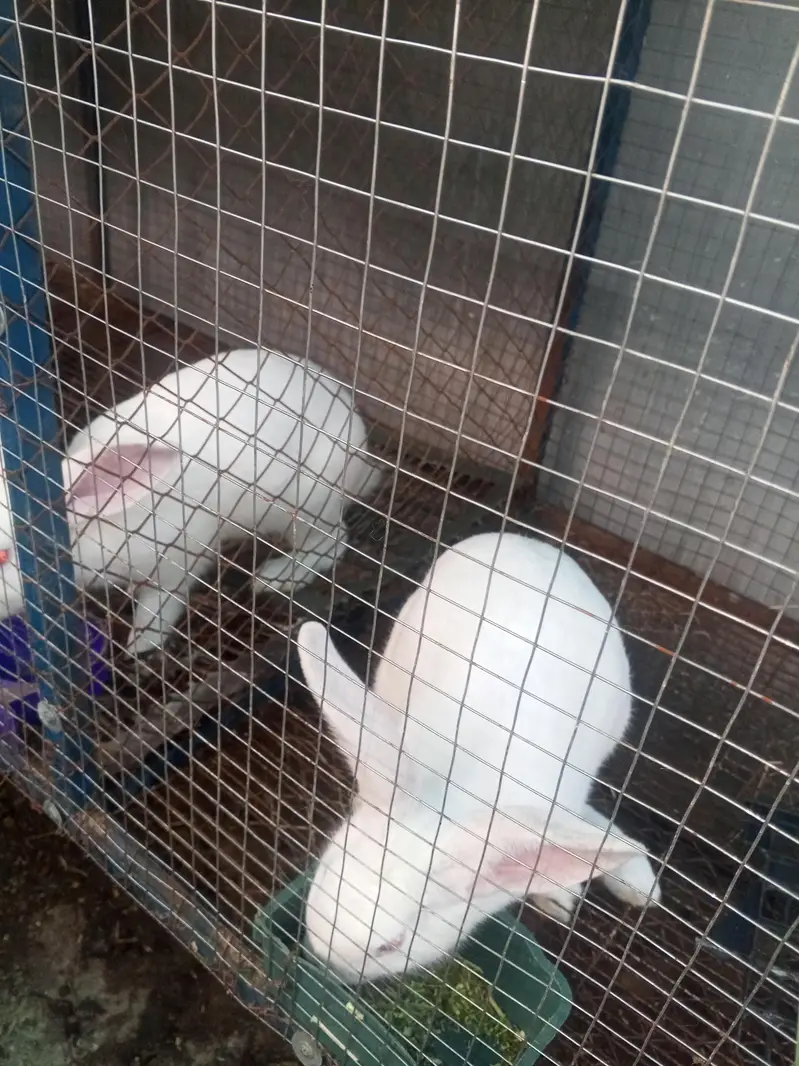 newzeland white — photo 2
