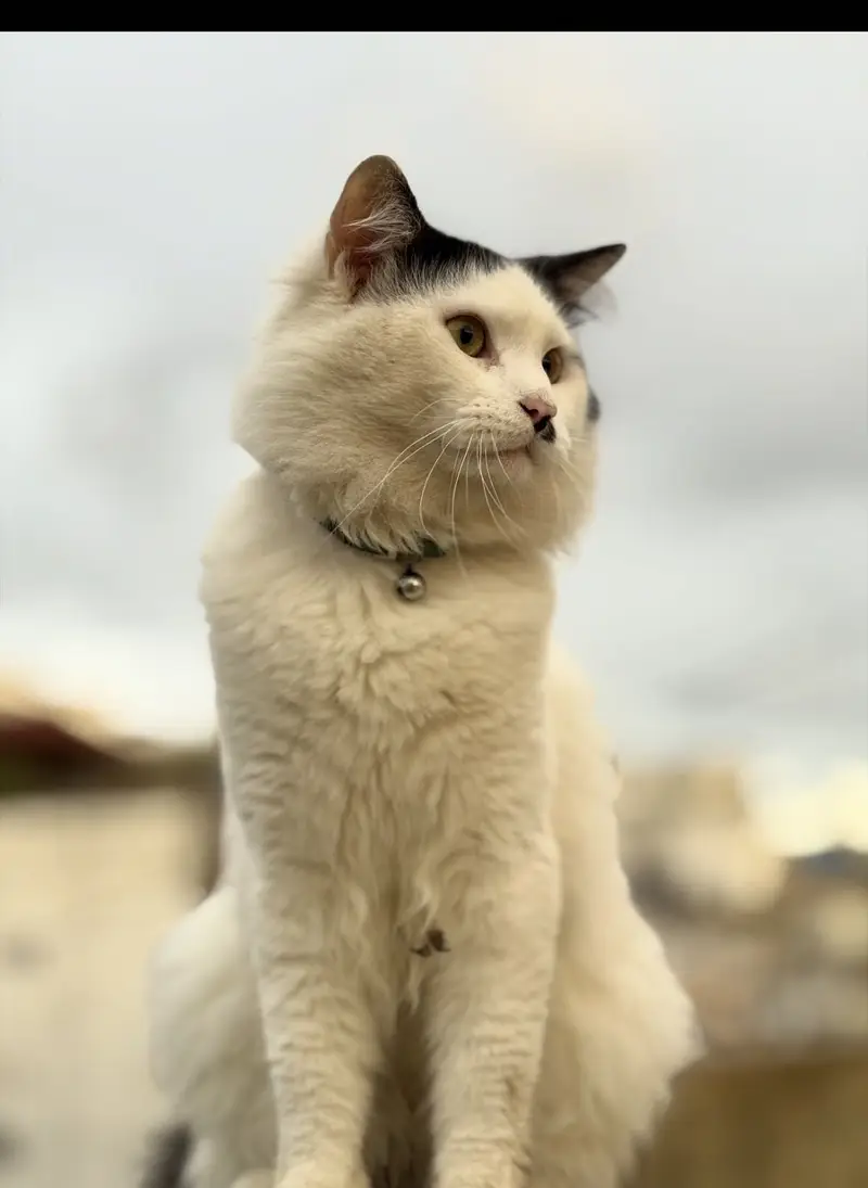 Persian cats for sale. 1 male hai or 1 female — photo 4