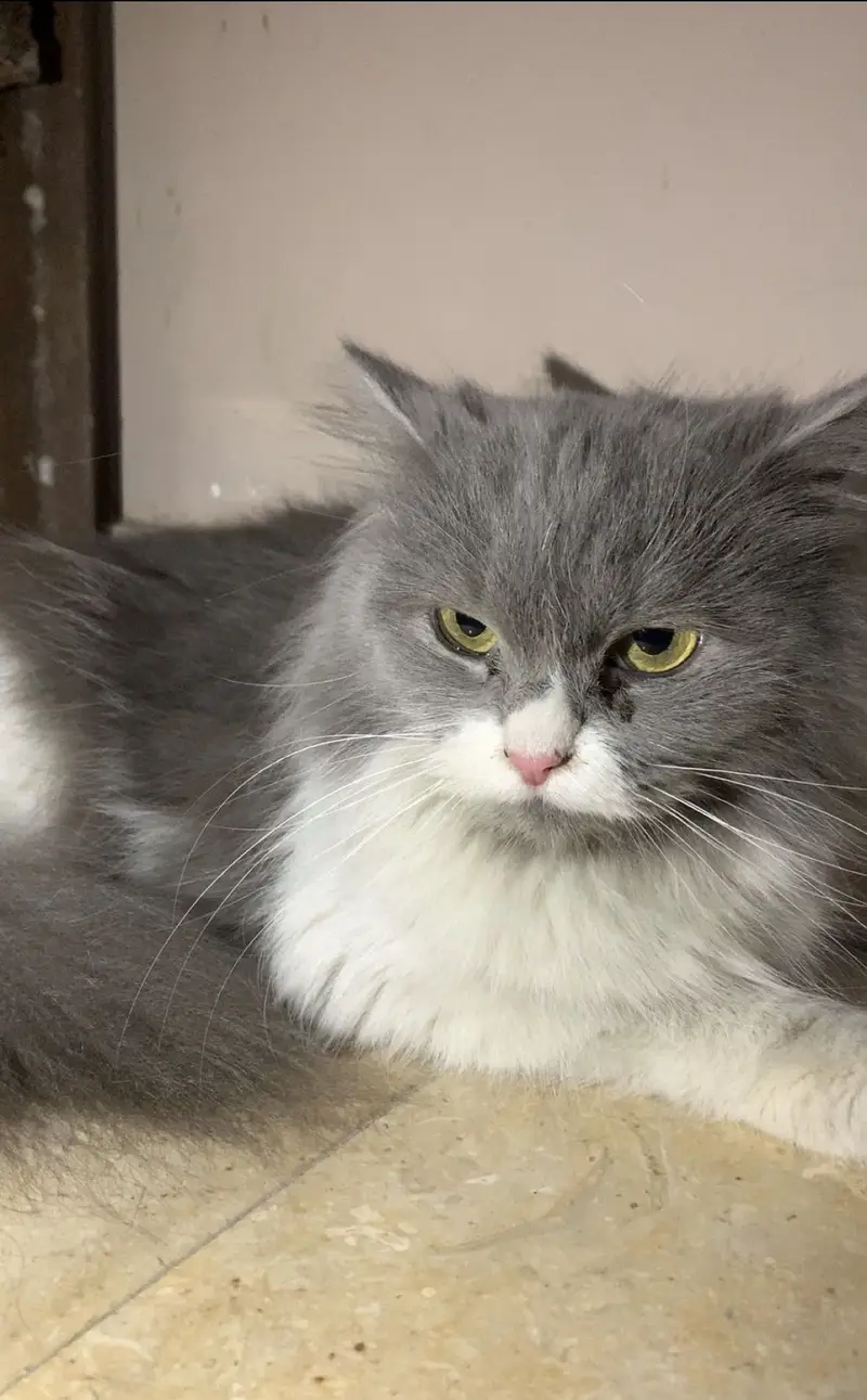 Persian cats for sale. 1 male hai or 1 female — photo 5