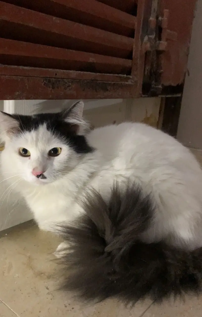 Persian cats for sale. 1 male hai or 1 female — photo 7