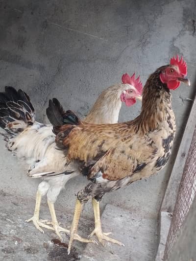 Dasi murgy for sale