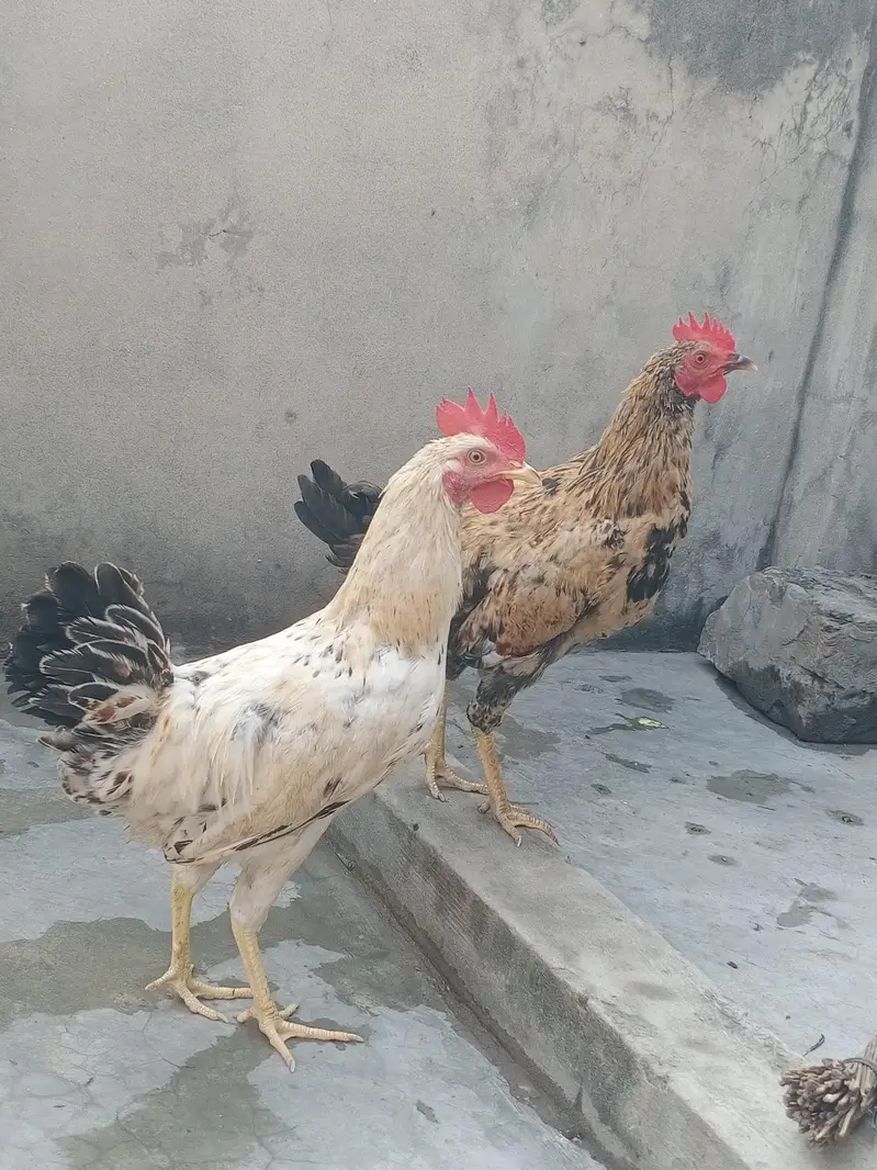 Dasi murgy for sale — photo 2