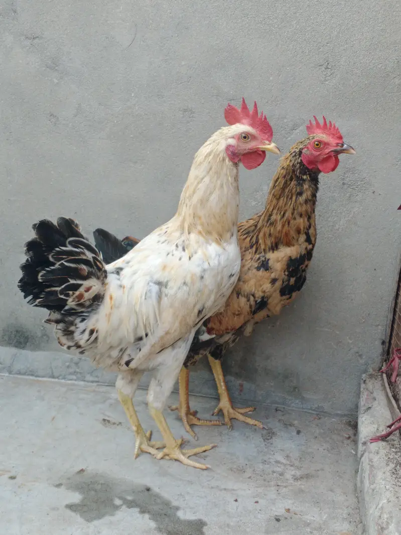 Dasi murgy for sale — photo 3