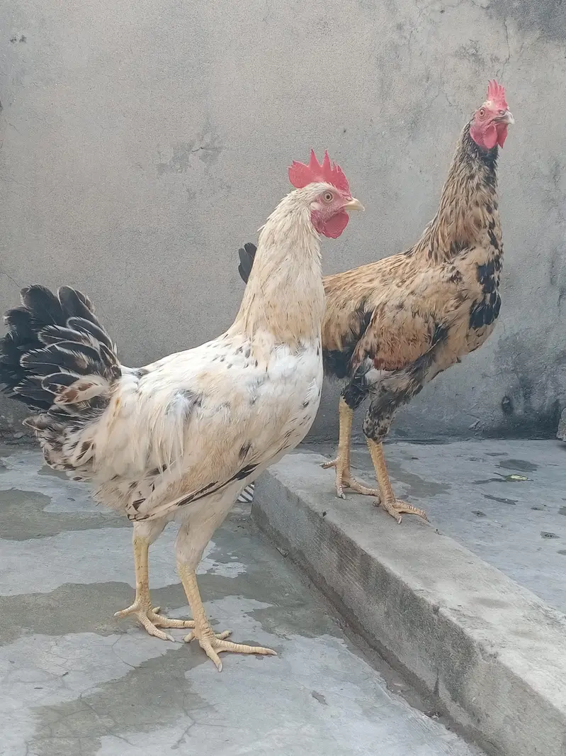 Dasi murgy for sale — photo 4