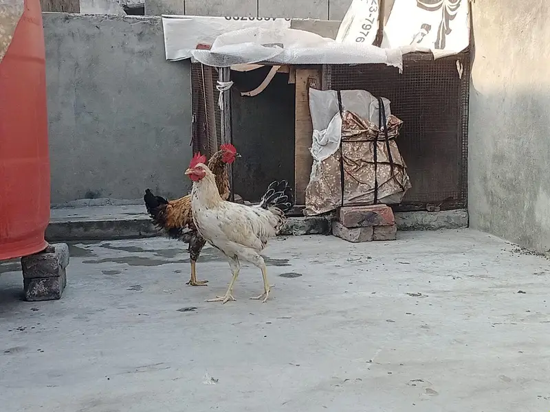 Dasi murgy for sale — photo 5