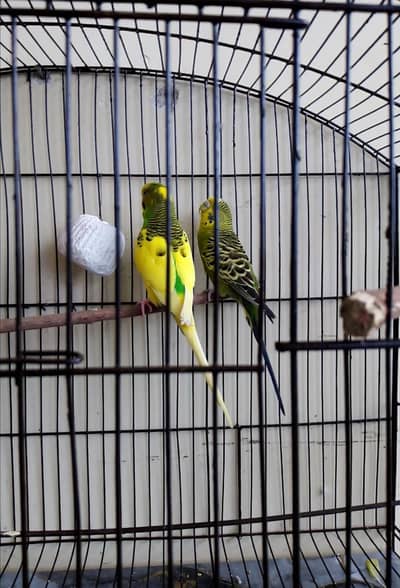 Australian, Lovebird, Cocktail Breeder pairs for sale read full ad