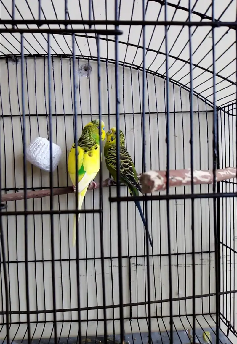 Australian, Lovebird, Cocktail Breeder pairs for sale read full ad — photo 2