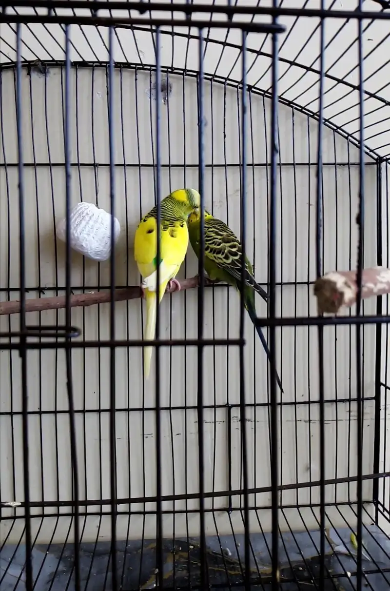 Australian, Lovebird, Cocktail Breeder pairs for sale read full ad — photo 3