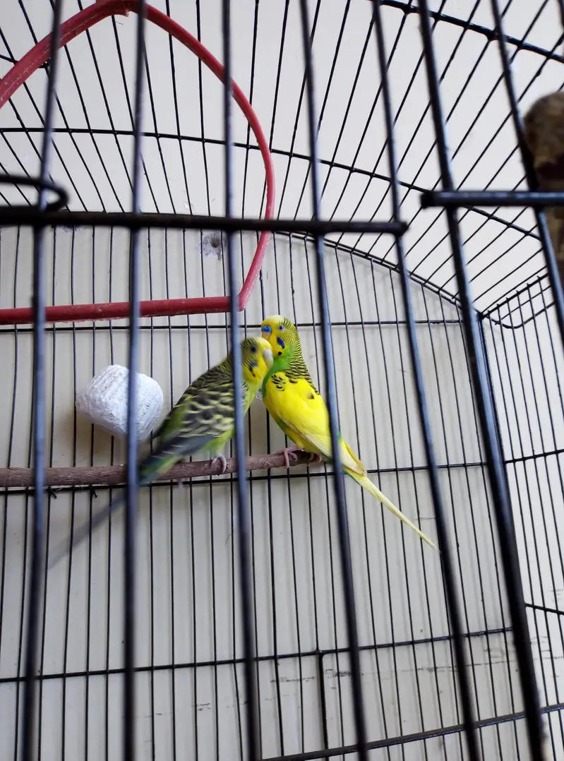 Australian, Lovebird, Cocktail Breeder pairs for sale read full ad — photo 4