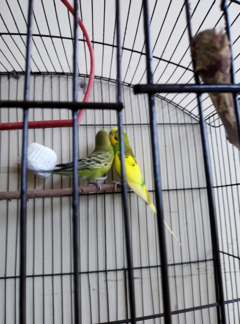 Australian, Lovebird, Cocktail Breeder pairs for sale read full ad — photo 5