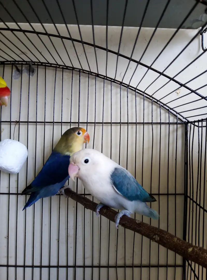 Australian, Lovebird, Cocktail Breeder pairs for sale read full ad — photo 6
