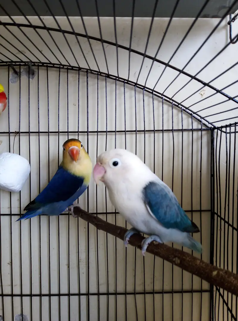 Australian, Lovebird, Cocktail Breeder pairs for sale read full ad — photo 7