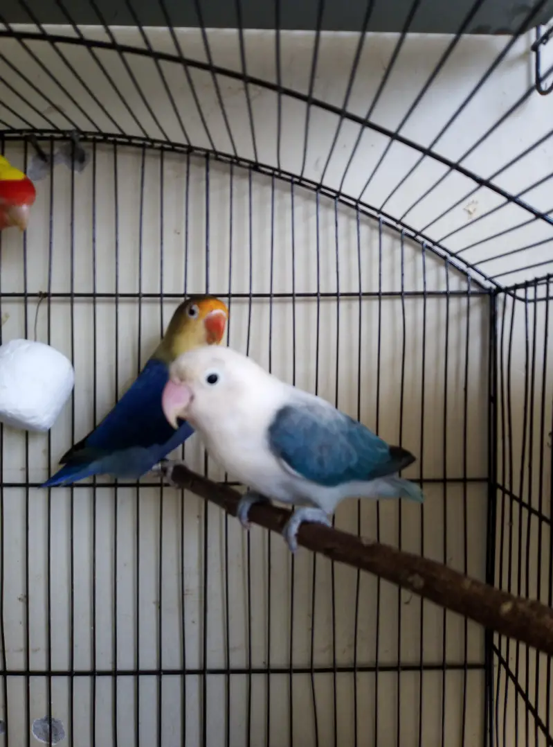 Australian, Lovebird, Cocktail Breeder pairs for sale read full ad — photo 8