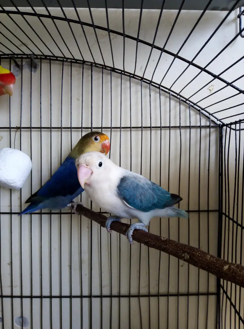Australian, Lovebird, Cocktail Breeder pairs for sale read full ad — photo 9
