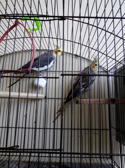 Cocktail Breeder pair for sale with cage and breeding box
