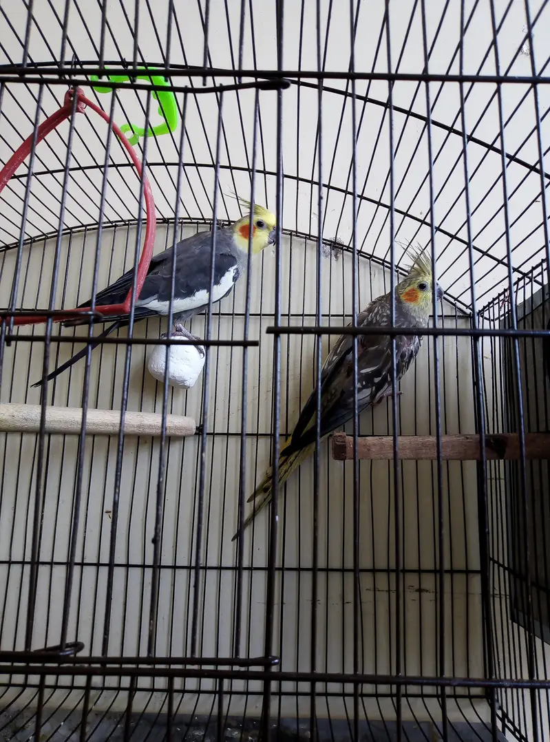 Australian, Lovebird, Cocktail Breeder pairs for sale read full ad — photo 10