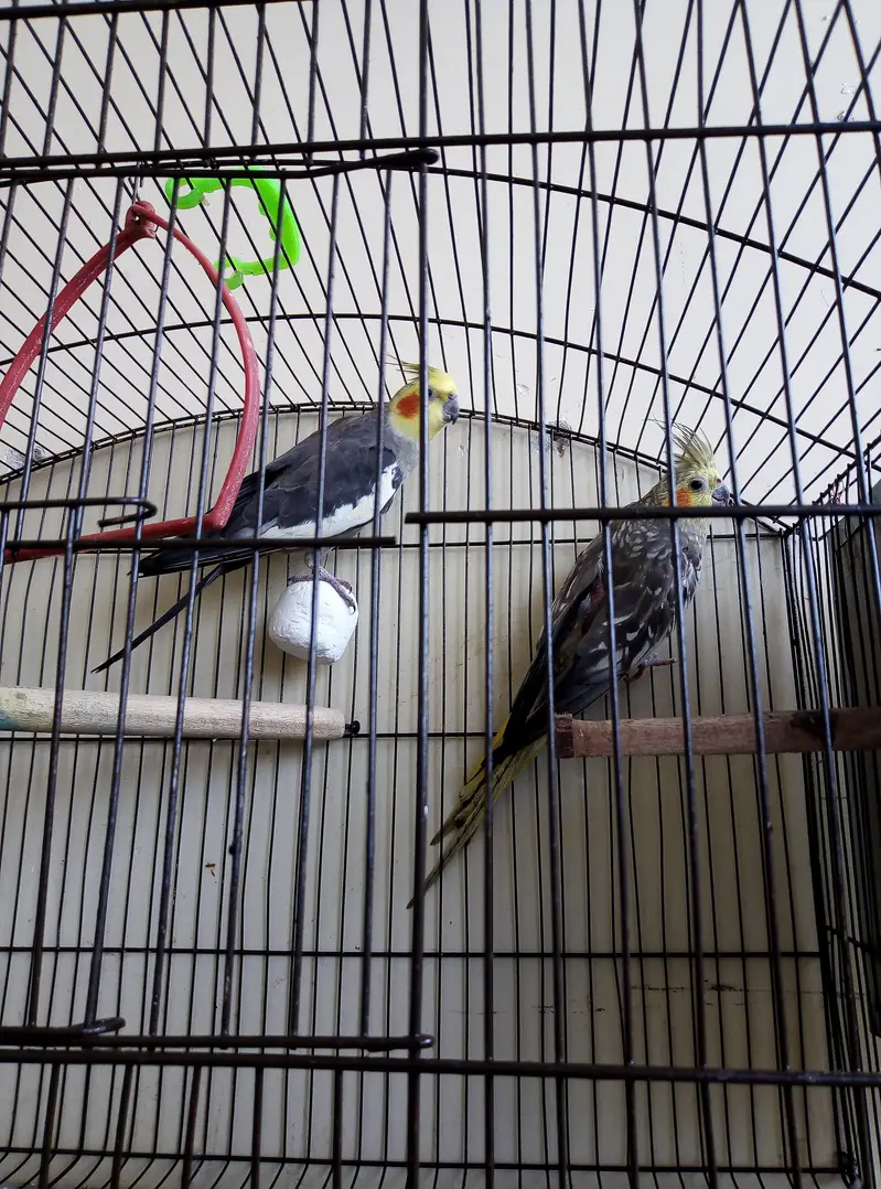 Australian, Lovebird, Cocktail Breeder pairs for sale read full ad — photo 11