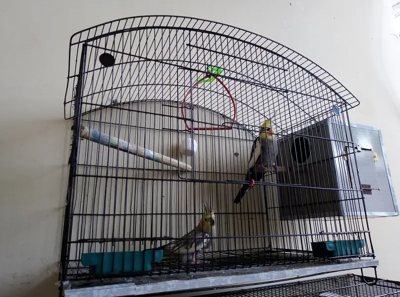 Australian, Lovebird, Cocktail Breeder pairs for sale read full ad — photo 12