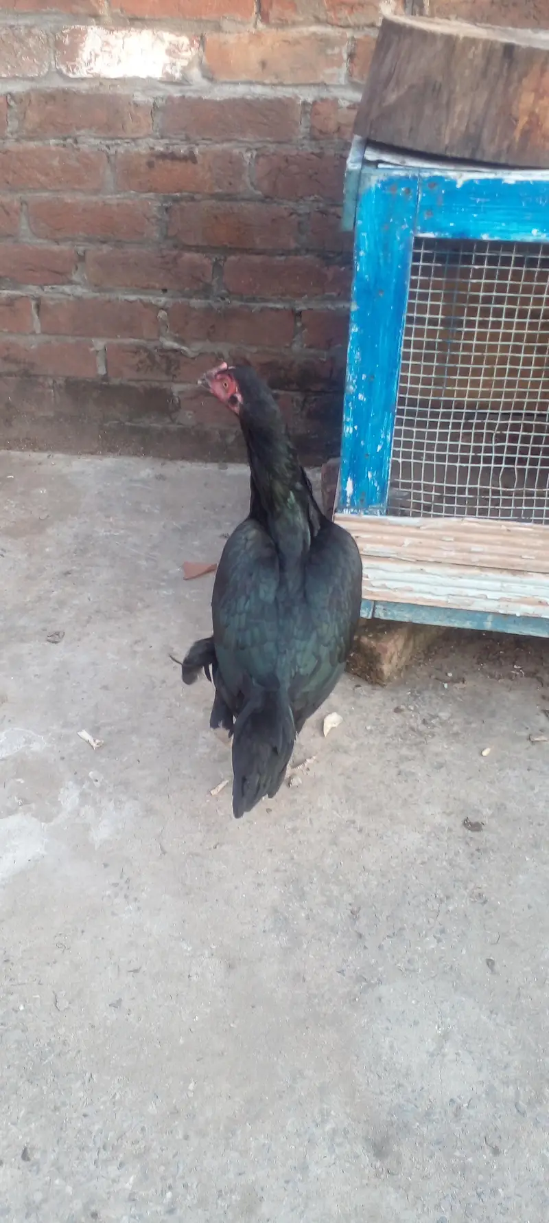 Argant for seel Whatsup 03066257891 — photo 5