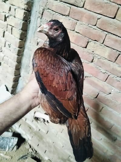 Amroha cros and lasani black Hen