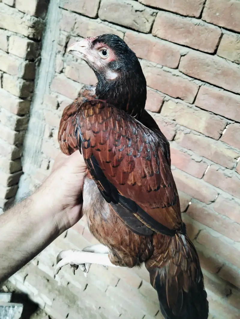 Amroha cros and lasani black Hen — photo 2