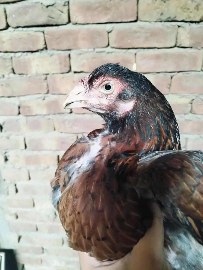 Amroha cros and lasani black Hen — photo 3