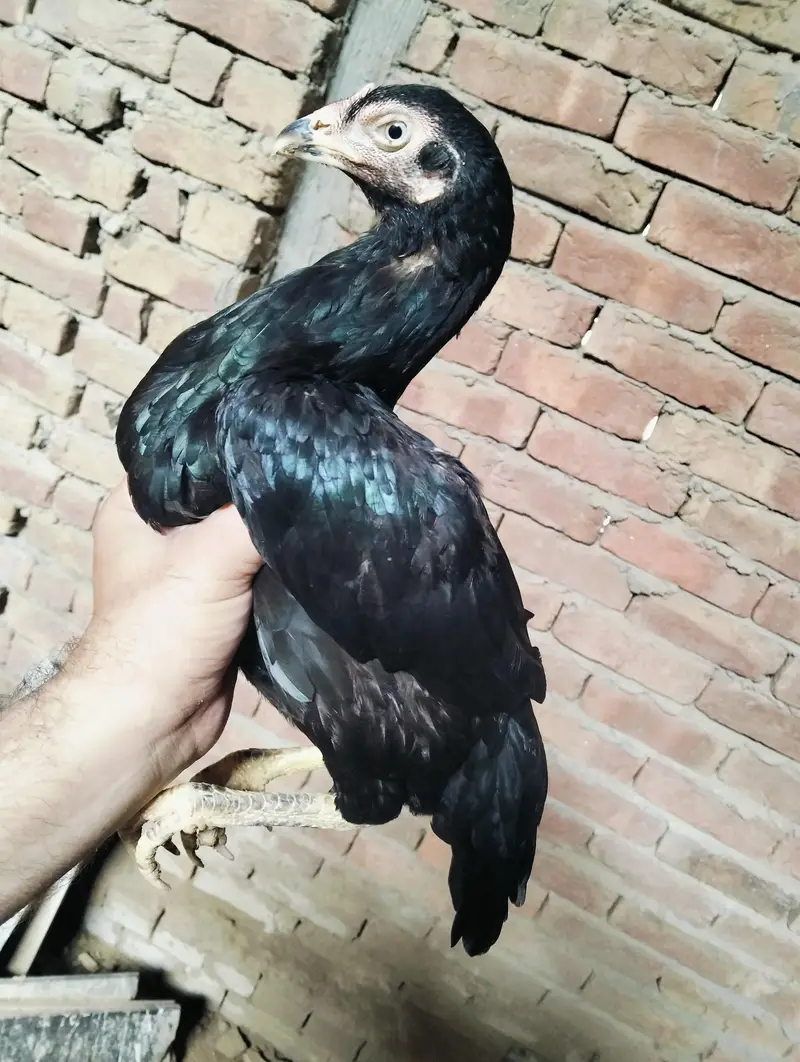 Amroha cros and lasani black Hen — photo 4