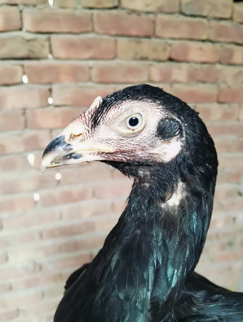 Amroha cros and lasani black Hen — photo 5