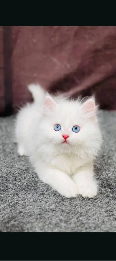 one cat