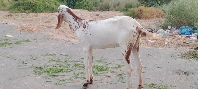 2 pathy for sale