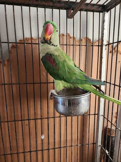 Alexander Raw male talkative semi tamed