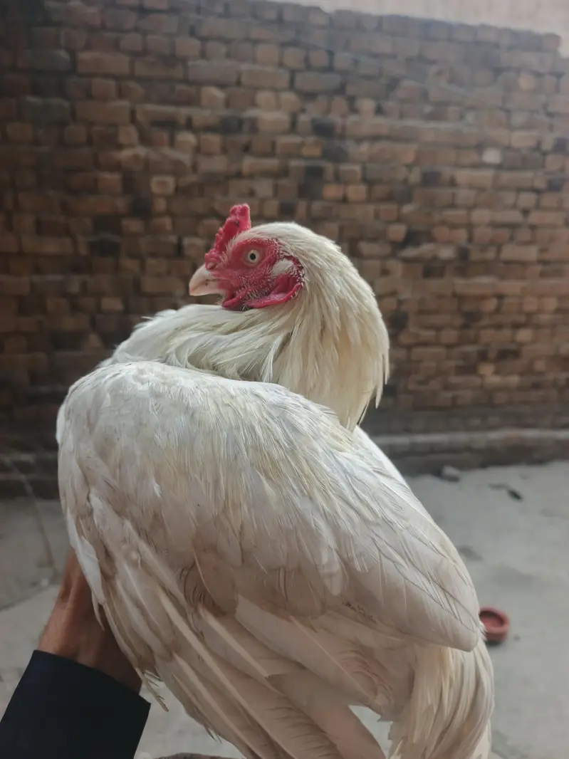 paper white pair for sell hy — photo 3