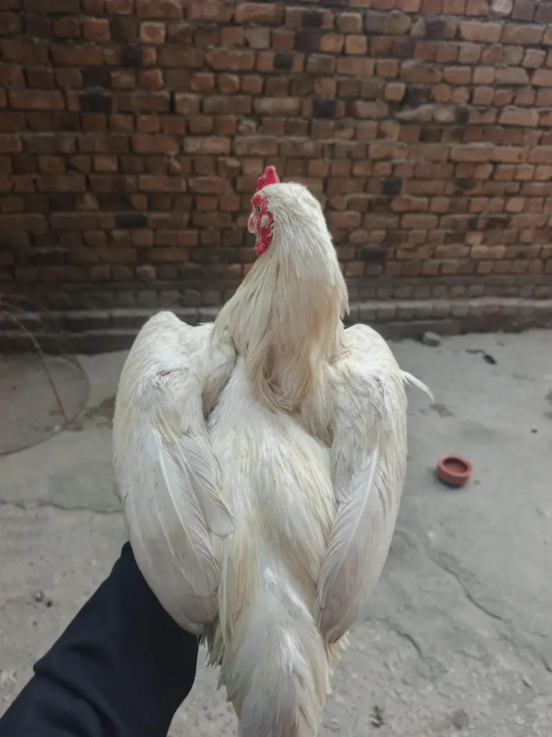paper white pair for sell hy — photo 4