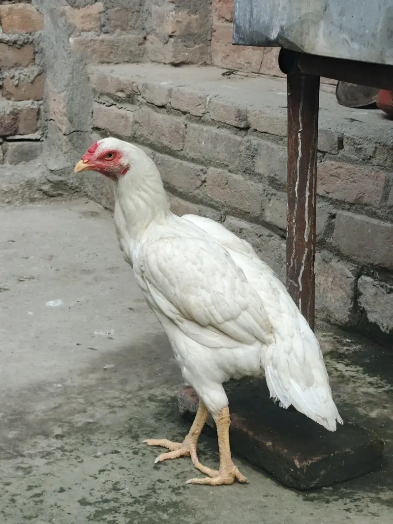 paper white pair for sell hy — photo 9