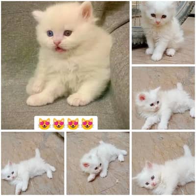 persian kittens